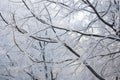 close-up shot of dormant tree branches covered with frost