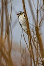 Close-up Shot Of A Downy Woodpecker Bird Perched On A Bare Tree