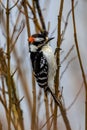 Close-up Shot Of A Downy Woodpecker Bird Perched On A Bare Tree
