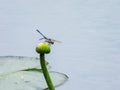 Close up shot of dragonfly in Caddo Lake State Park Royalty Free Stock Photo