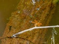 Close up shot of dragonfly in Caddo Lake State Park Royalty Free Stock Photo