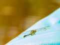 Close up shot of dragonfly in Caddo Lake State Park Royalty Free Stock Photo