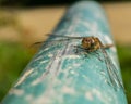 Close-up shot of a dragonfly on a grungy old weathered pipe during the daytime