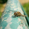Close-up shot of a dragonfly on a grungy old weathered pipe during the daytime