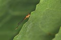 Close up shot of dragonfly on a leaf edge