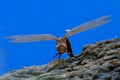 Close-up of Dragonfly on Rock with Blue Background Royalty Free Stock Photo