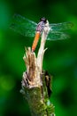 Close up shot of a dragonfly