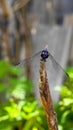 Close up shot of a dragonfly sitting on a dry tree. TheÂ black stream glider dragonfly or trithemis festiva.