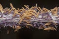 close up shot of the dried imperata cylindric Royalty Free Stock Photo