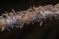 close up shot of the dried imperata cylindric Royalty Free Stock Photo