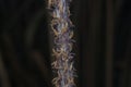 close up shot of the dried imperata cylindric Royalty Free Stock Photo
