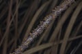 close up shot of the dried imperata cylindric Royalty Free Stock Photo
