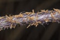 close up shot of the dried imperata cylindric