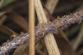 close up shot of the dried imperata cylindric Royalty Free Stock Photo