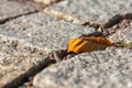 Close up shot of a dried leaf plucked and fallen on cement brick ground.