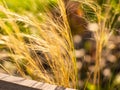 Close-up shot of the dried Mexican feather grass, Stipa tenuissima, Pony Tails Royalty Free Stock Photo