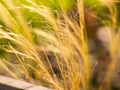 Close-up shot of the dried Mexican feather grass, Stipa tenuissima, Pony Tails Royalty Free Stock Photo