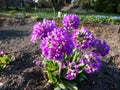 Close-up shot of drumstick primula Primula denticulata violett with pale and deep purple flowers with a yellow eye in dense