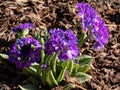 Close-up shot of drumstick primula (Primula denticulata violett) with pale and deep purple flowers with a yellow eye