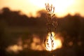 Close-up shot of dry field plant silhouette against golden dawn sunset and landscape with river Royalty Free Stock Photo