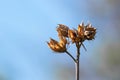 Dry flower against blue sky Royalty Free Stock Photo