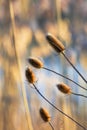 Dry globe thistles in winter time