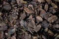 close up shot of dry leaves on the ground. dark moody leaf texture. Royalty Free Stock Photo