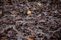 close up shot of dry leaves on the ground. dark moody leaf texture Royalty Free Stock Photo