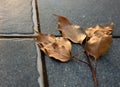 An  close up shot of dry leaves on the tiles of roof top, Uttarakhand India Royalty Free Stock Photo