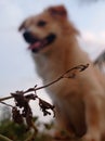 Close-up shot of a dry plant on a blurred background of a beautiful dog against a blue sky Royalty Free Stock Photo