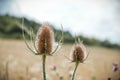 Close-up shot of dry thistles with a blurred background