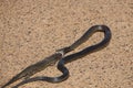 Close-up shot of a Dugite Snake Eating King Skink Lizard