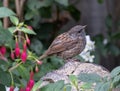 Close-up shot of a Dunnock perched on a rock