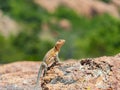 Close up shot of a Eastern collared lizard Royalty Free Stock Photo