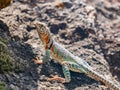 Close up shot of a Eastern collared lizard Royalty Free Stock Photo