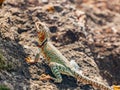 Close up shot of a Eastern collared lizard Royalty Free Stock Photo