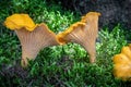 Close-up shot of edible mushrooms known as girolle Royalty Free Stock Photo