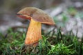 Close-up shot of edible scarletina bolete