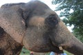 Close-up shot of an elephant in India Royalty Free Stock Photo