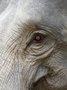 Close up shot of elephant`s eye with parts of head, ear, neck, and trunk with natural wrinkled texture Royalty Free Stock Photo