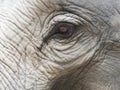 Close up shot of elephant`s eye with parts of head, ear, neck, and trunk with natural wrinkled texture Royalty Free Stock Photo