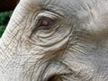 Close up shot of elephant`s eye with parts of head, ear, neck, and trunk with natural wrinkled texture Royalty Free Stock Photo
