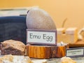 Close up shot of Emu egg, Hummingbird egg in Beavers Bend State Park
