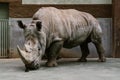 close up shot of endangered white rhino standing Royalty Free Stock Photo