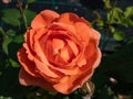 Close-up shot of English shrub rose bred by David Austin rose `Summer song` in bright sunlight. Vibrant blooms of an unusual