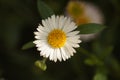 Close-up shot of Erigeron karvinskianus Royalty Free Stock Photo