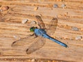 Close up shot of Erythemis simplicicollis Royalty Free Stock Photo