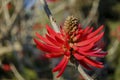 Close up shot of Erythrina flabelliformis blossom