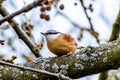 Close-up shot of a Eurasian nuthatch perched on a branch on a blurred background Royalty Free Stock Photo
