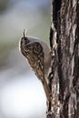 Close-up shot of a Eurasian treecreeper bird perched on a tree trunk Royalty Free Stock Photo